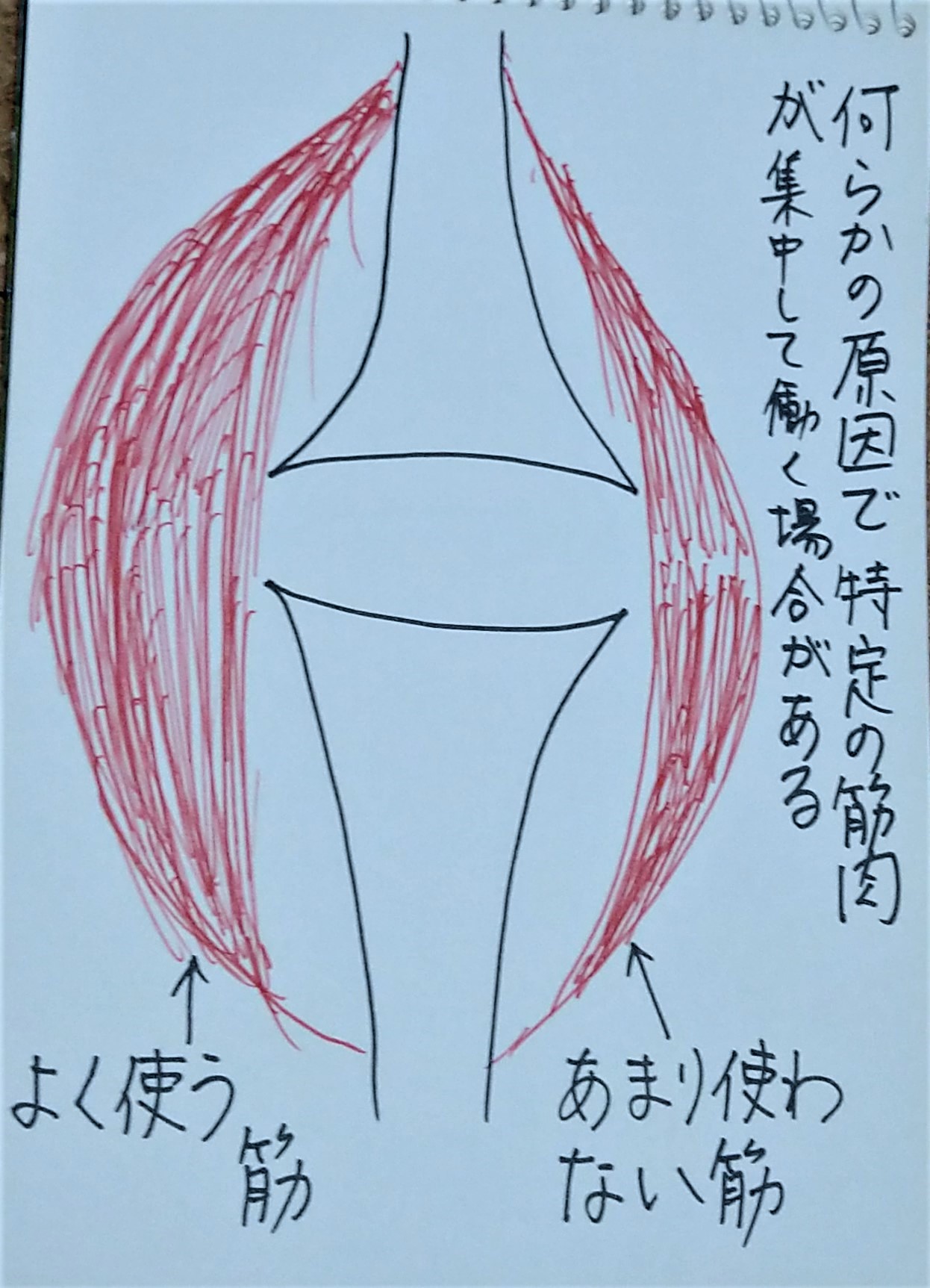 サボリ筋・ガンバリ筋