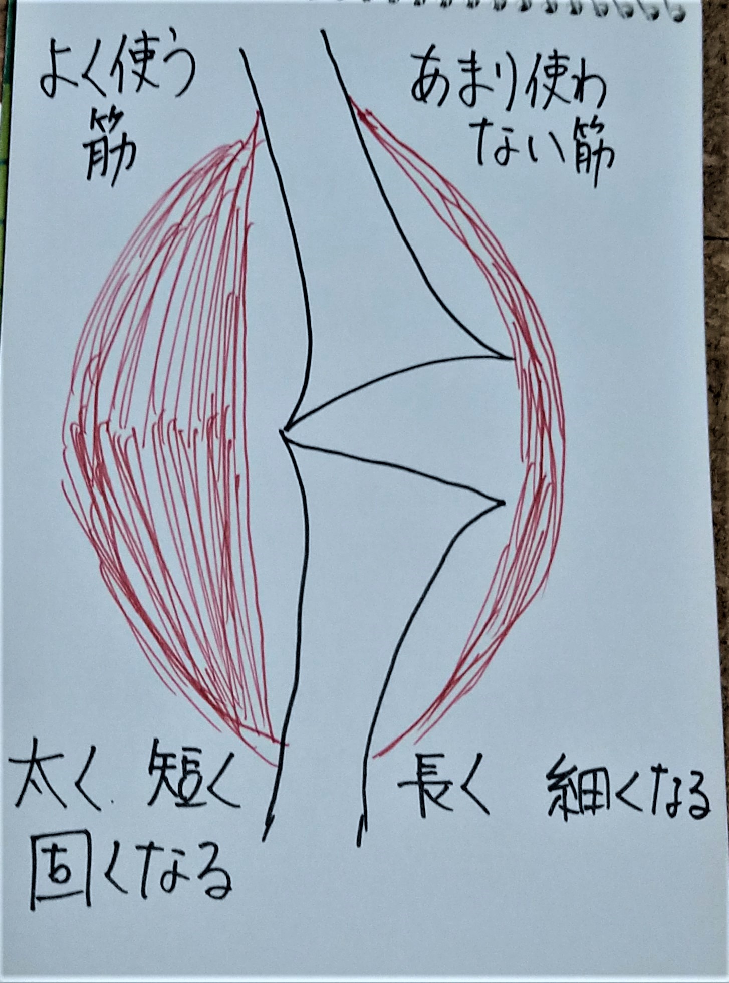 サボリ筋・ガンバリ筋